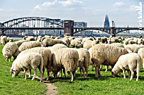 Schafe auf den Poller Wiesen